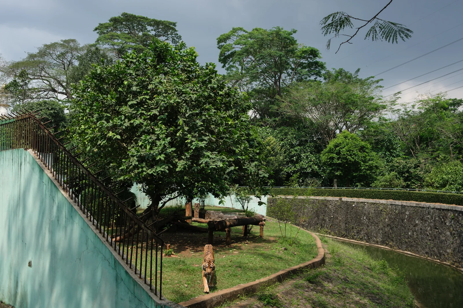 Indonesian tigers, once relentlessly hunted by Dutch colonists for centuries, now find themselves thrust into human-tiger conflicts as a result of a state-led assault on tropical rainforests. The global tiger population has disappeared from 94% of its historical range.