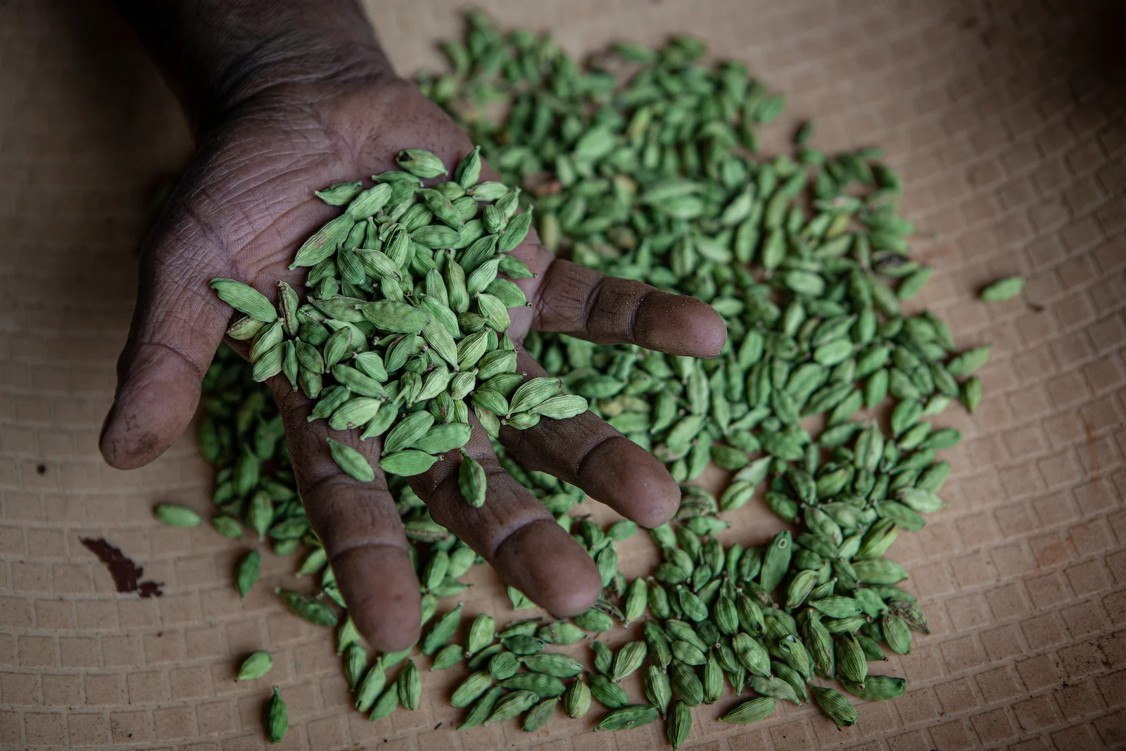 South Indian farmer Roy Mathew displays organic cardamom pods in his hands.